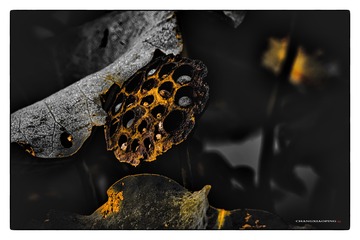 A3345B70-1774-4565-8CD6-5823061F2DC2/L0/001