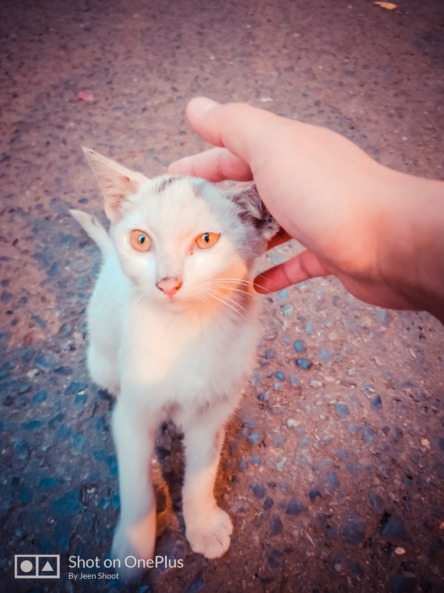 我是你的可爱小猫咪