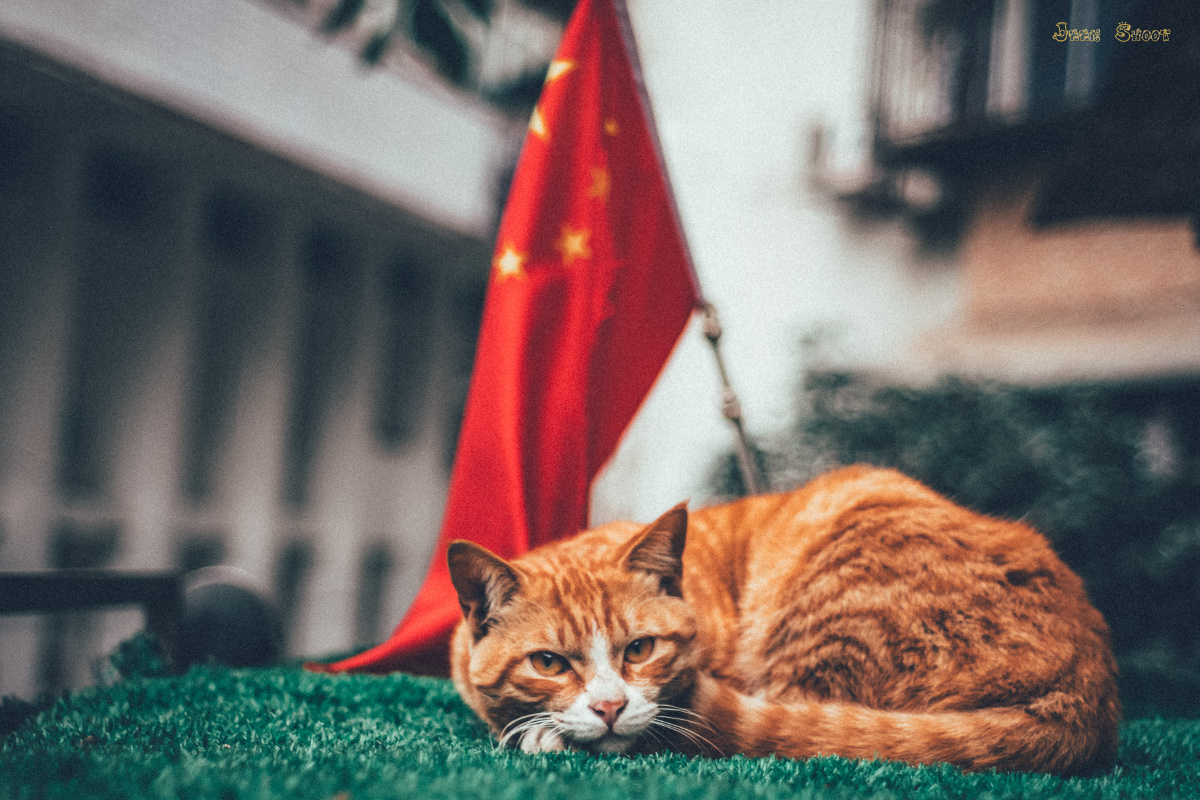 猫与国旗