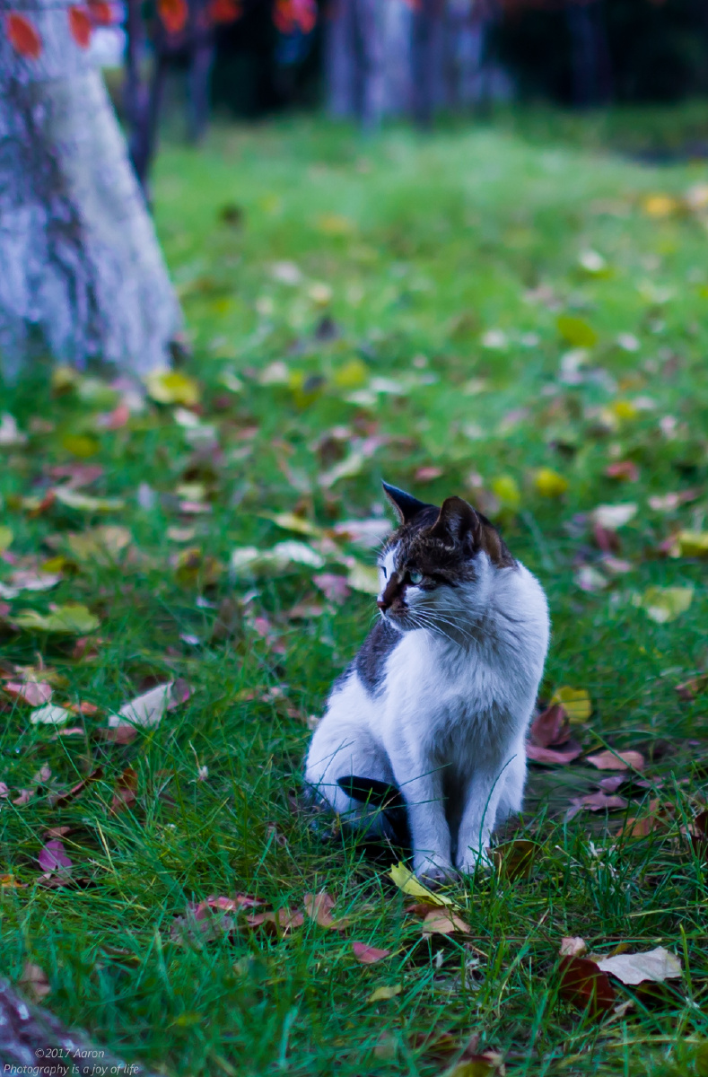 一只公园的流浪猫