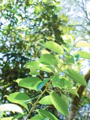 80C402C5-9A40-424B-9B5D-F0F0CB7D7D5D/L0/001