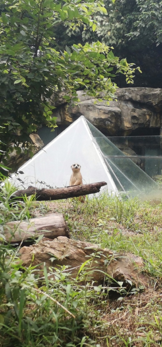 红山森林动物园的细尾朦也太可爱了吧72