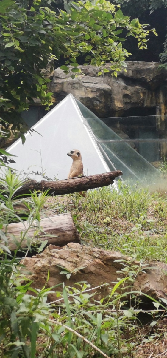 红山森林动物园的细尾朦也太可爱了吧72