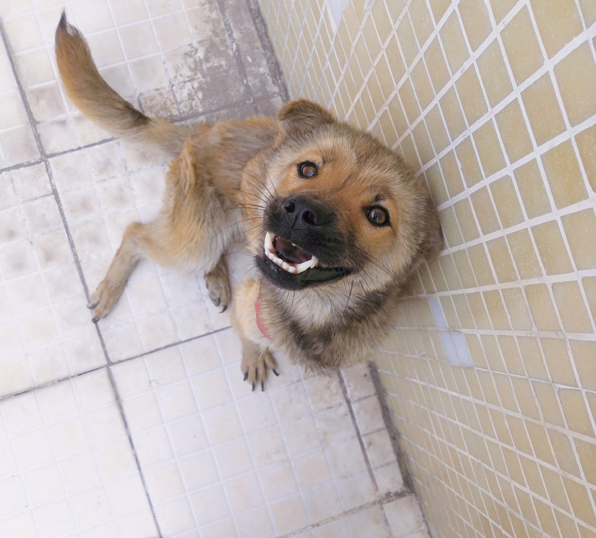 房东家的小土狗小憨憨