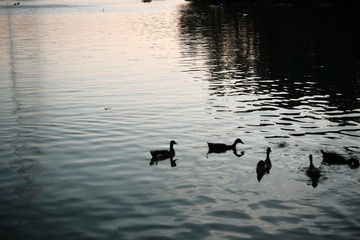 1B1D32D8-10F9-4A27-95AD-72D30C799024/L0/001