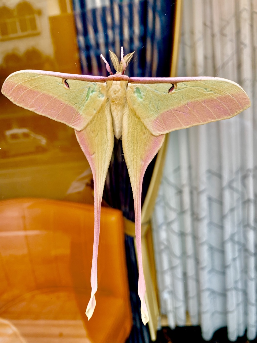 长尾大蚕娥 - 鄂阿西 - 图虫