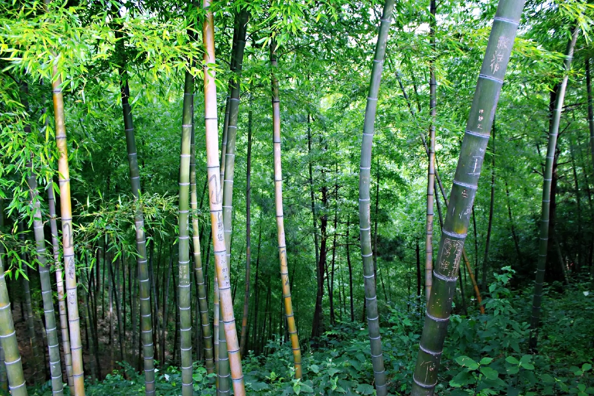 浙江安吉的竹林