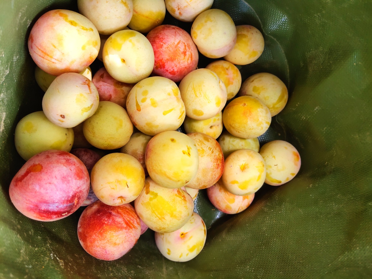 新鲜李子,皮脆肉水,一咬汁水爆满唇齿,秋天的味道.