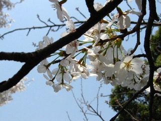 IMG_3726.JPG