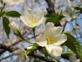 IMG_3996.jpg