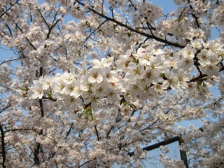 IMG_4012.JPG