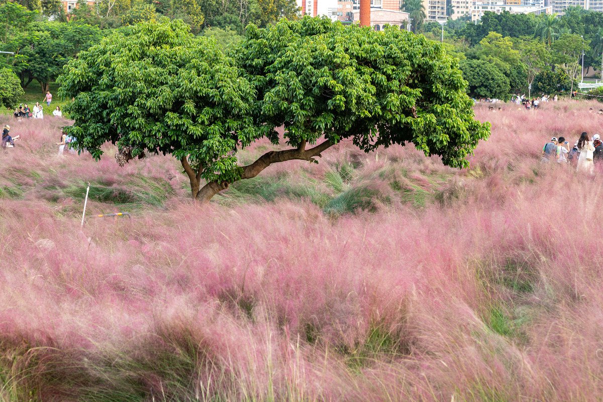 圈驚鴻·一眸风光摄影圈深圳公园植物树草粉黛乱子草1/169小小帅202
