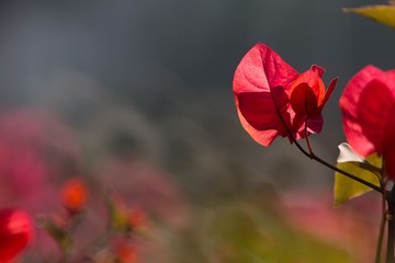 1316308