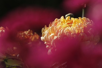 1560740