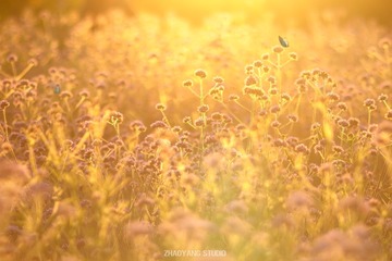 4A6202C6-ECB9-48F9-A41E-5001BF866618/L0/001