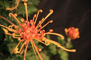 IMG_0075.JPG