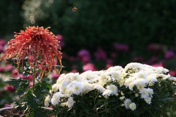 IMG_0131.JPG