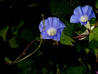 P1120534