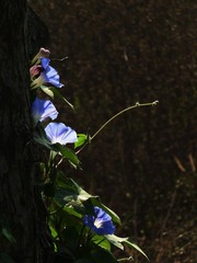 P1120691a