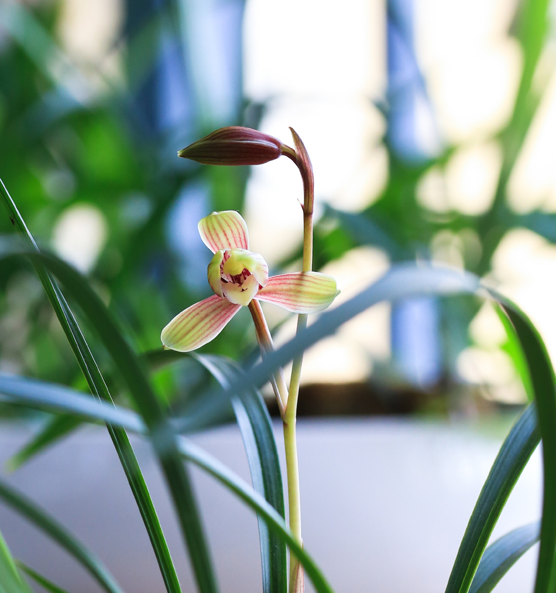 建兰四季兰御品虹梅