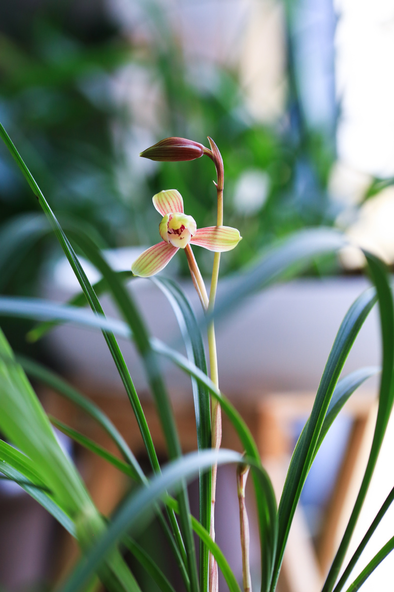 建兰四季兰御品虹梅