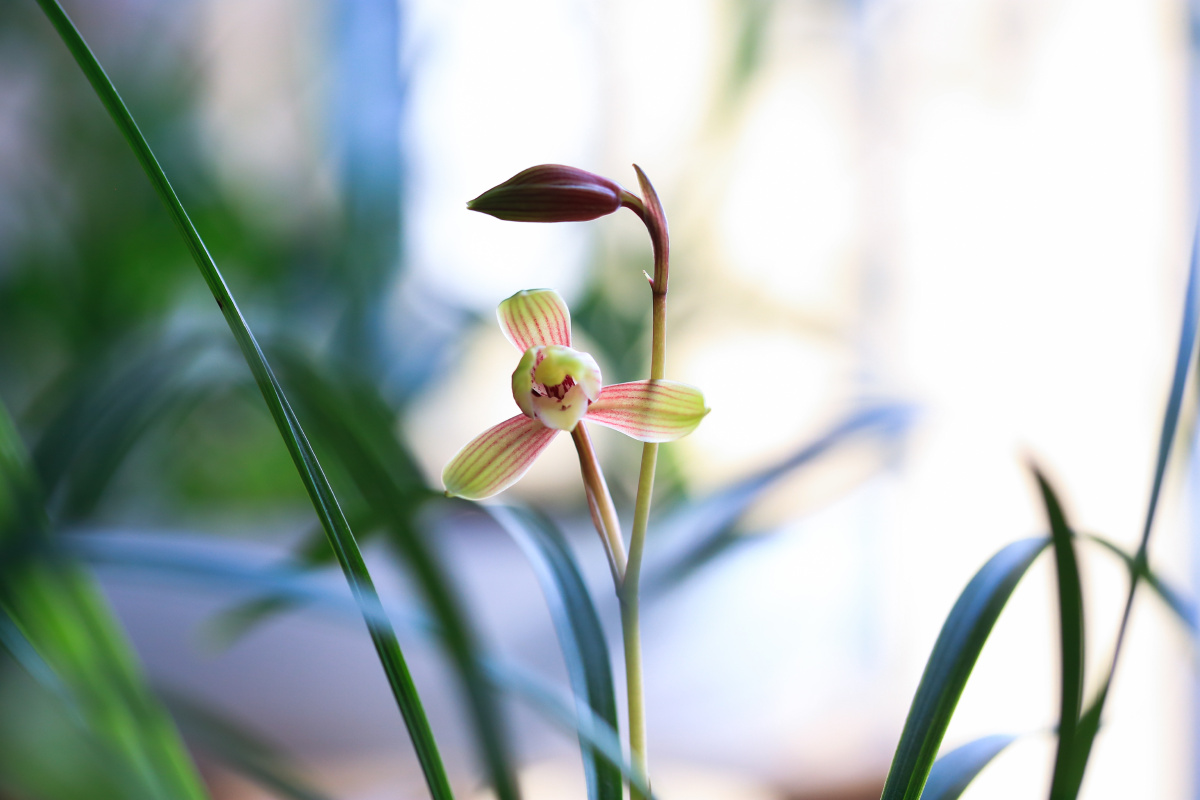建兰四季兰御品虹梅