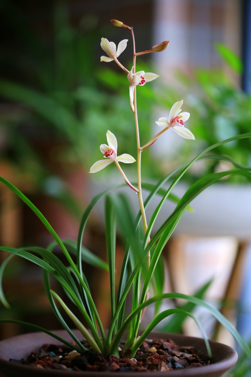 建兰四季兰荷仙花仙子