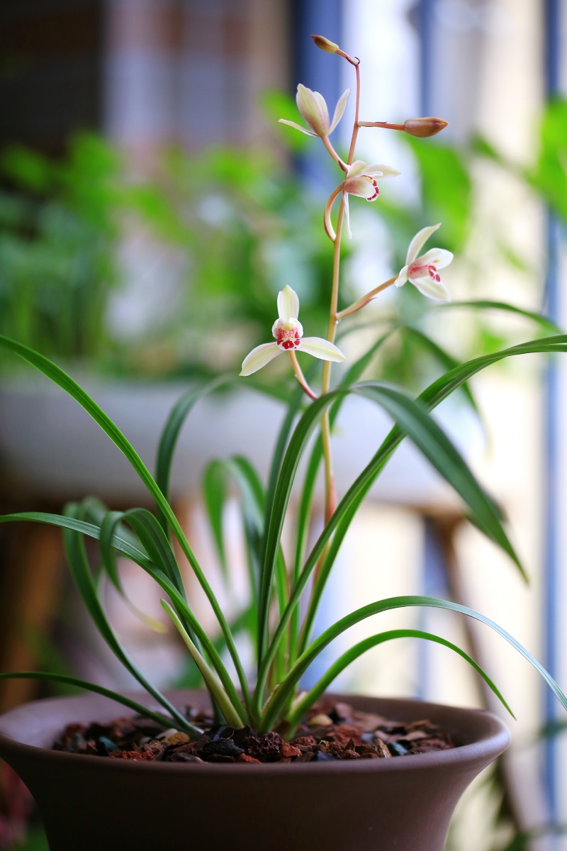 建兰四季兰荷仙花仙子