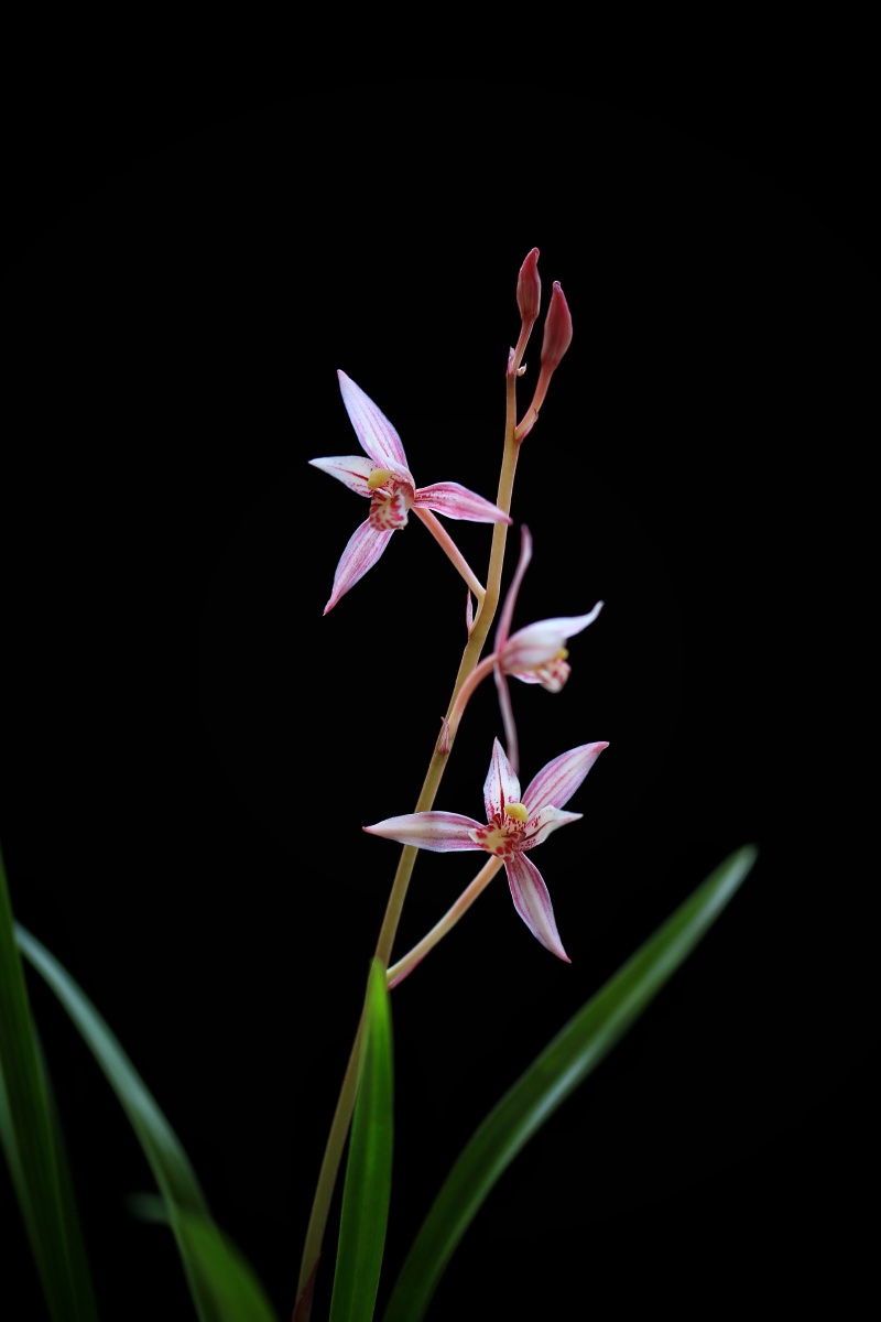 建兰四季兰红娘