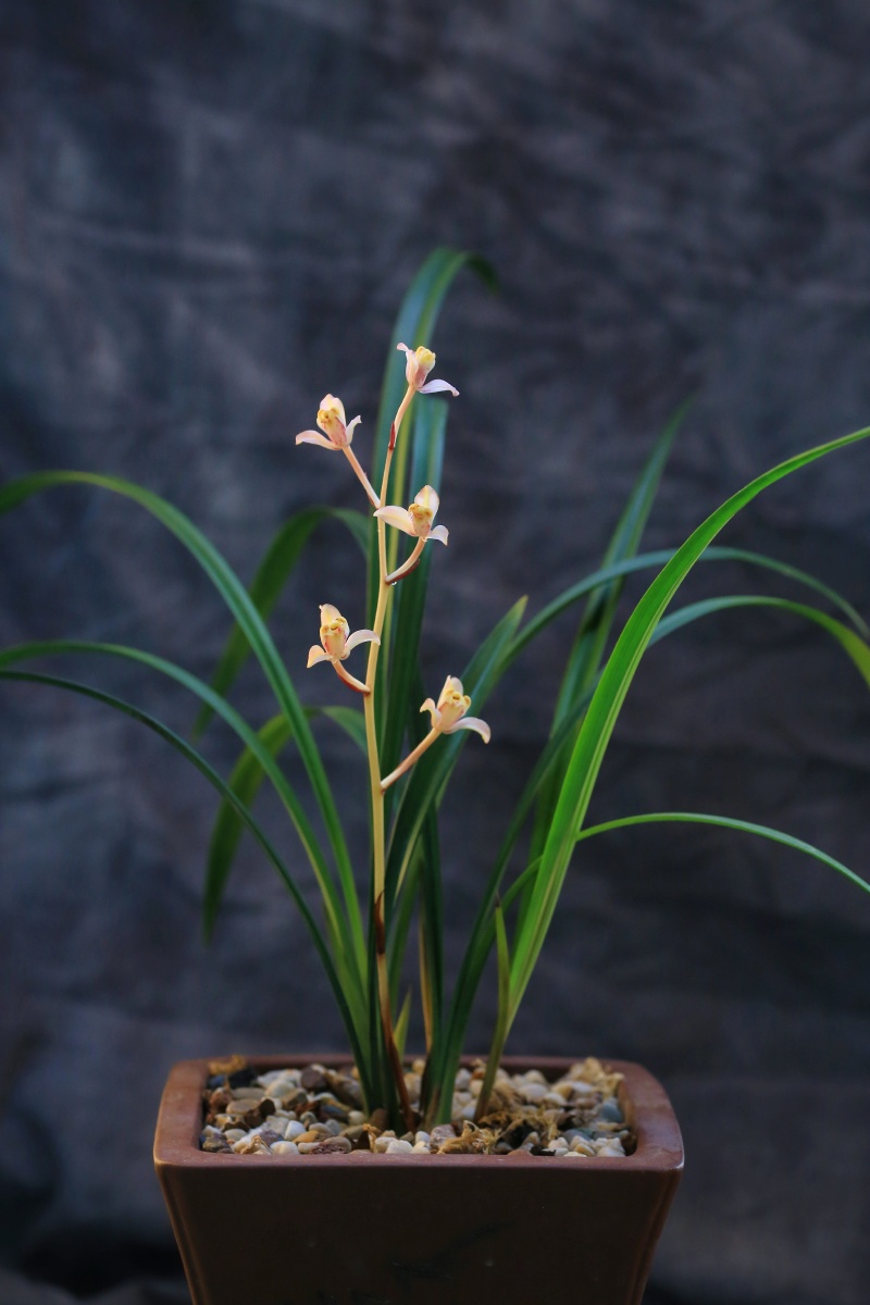 建兰四季兰七彩虹梅