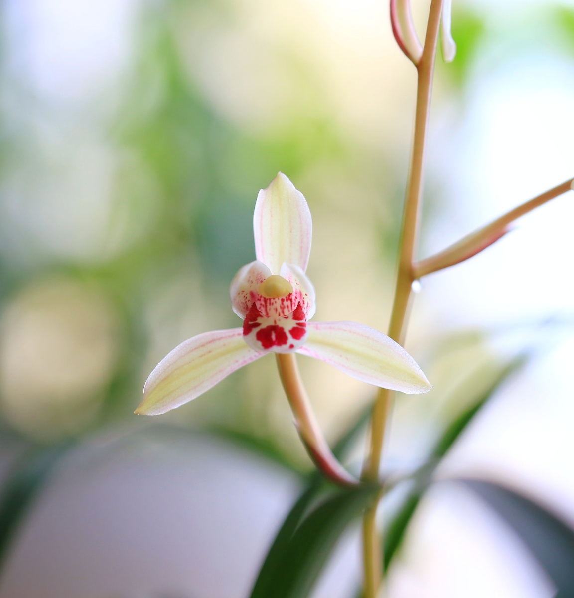建兰四季兰荷仙花仙子