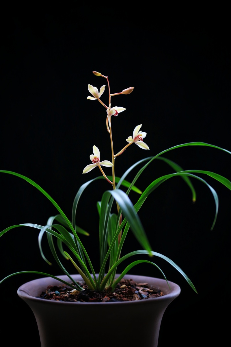 建兰四季兰荷仙花仙子