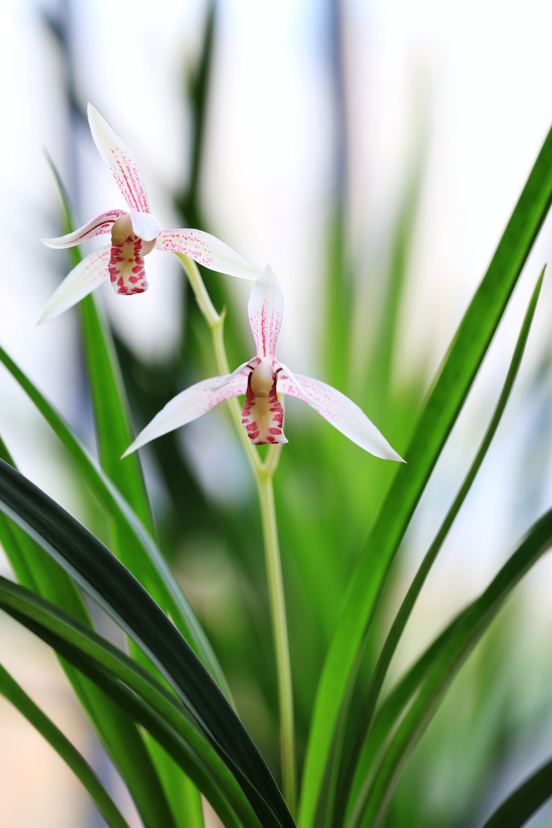 四季兰建兰白彩花