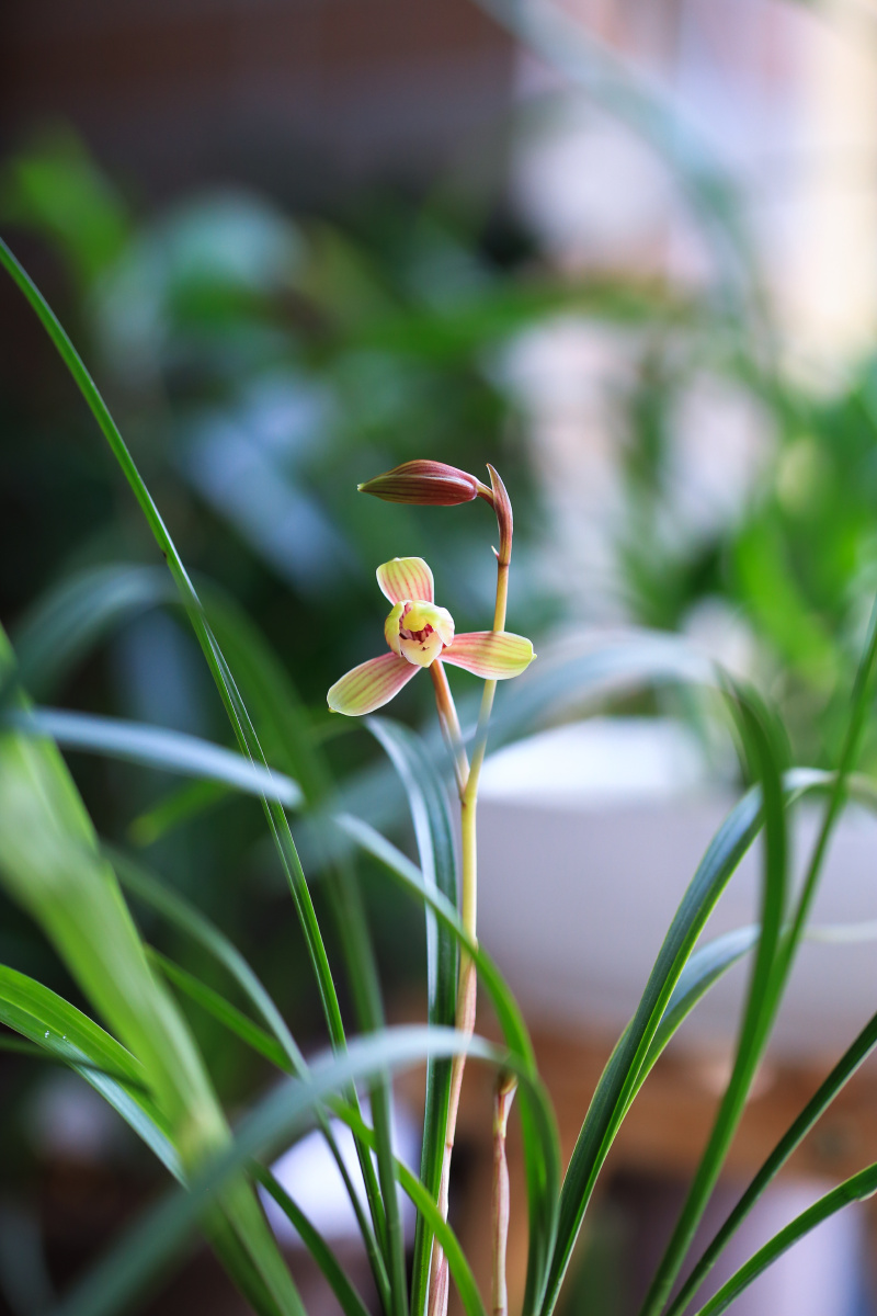 建兰四季兰御品虹梅