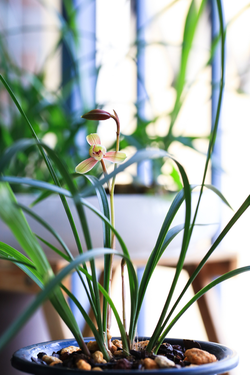 建兰四季兰御品虹梅