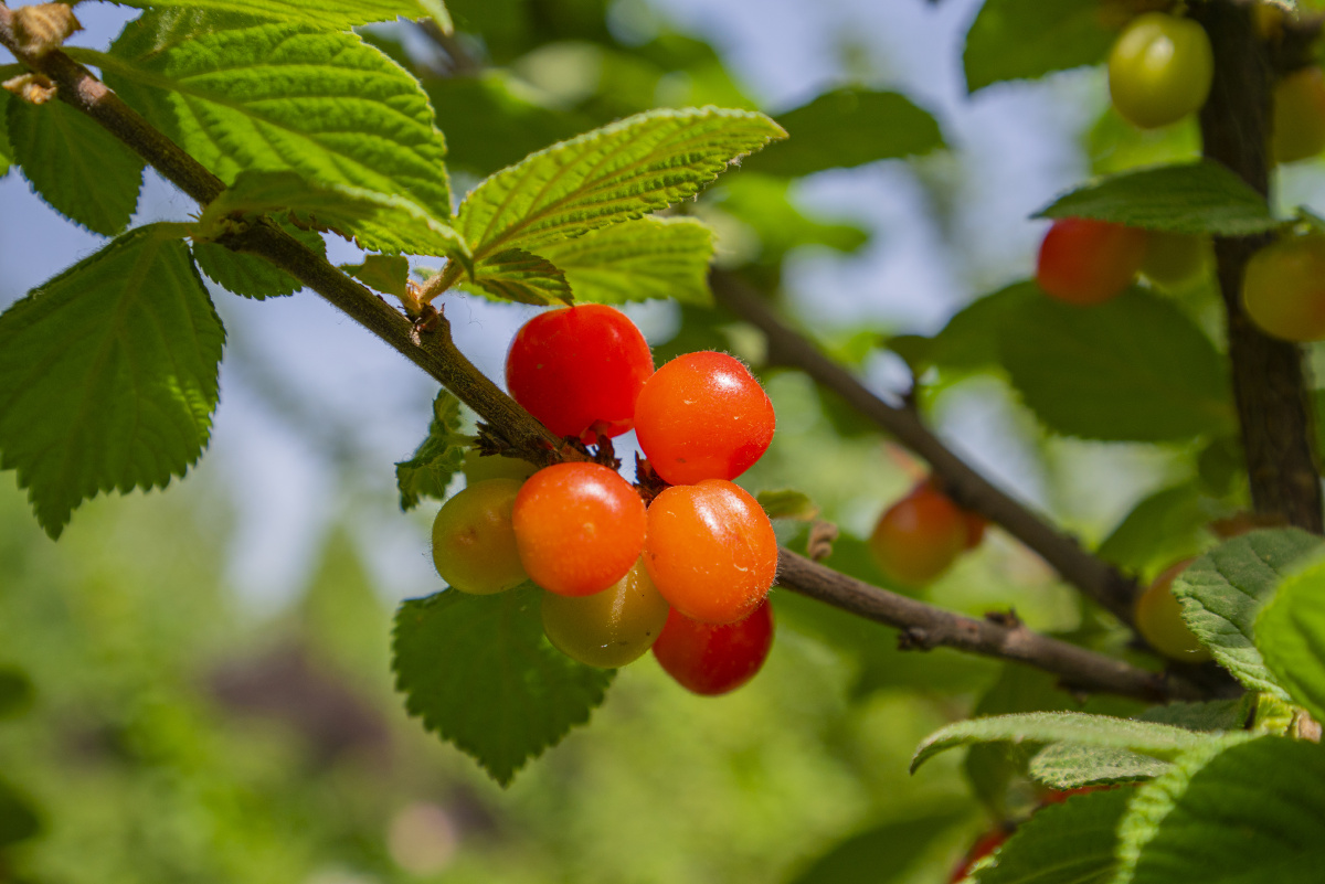 毛樱桃 - 浅渔观世界 - 图虫