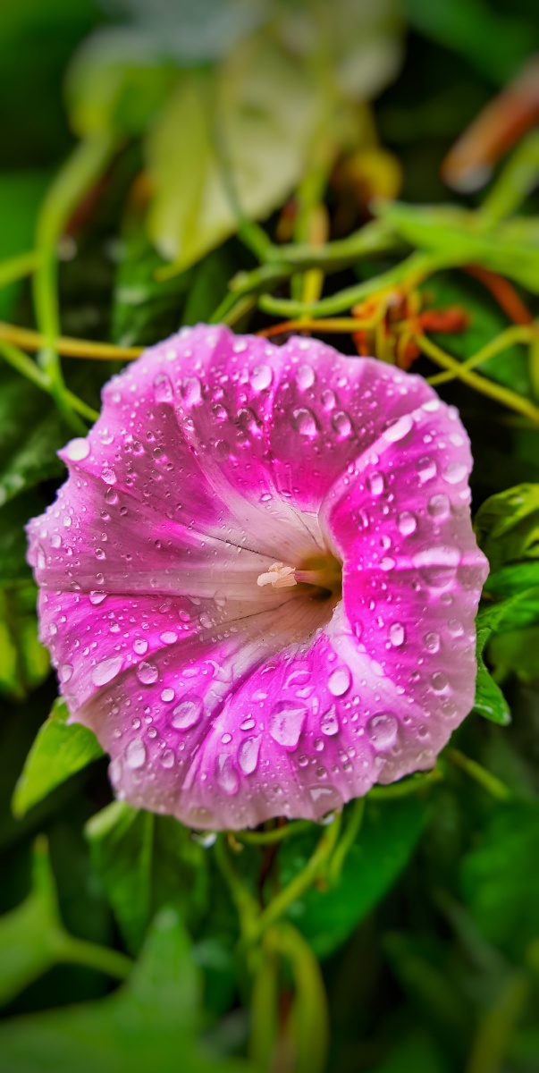 《雨后牵牛花》