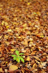 lonely green in autumn