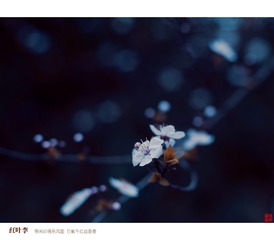 红叶李