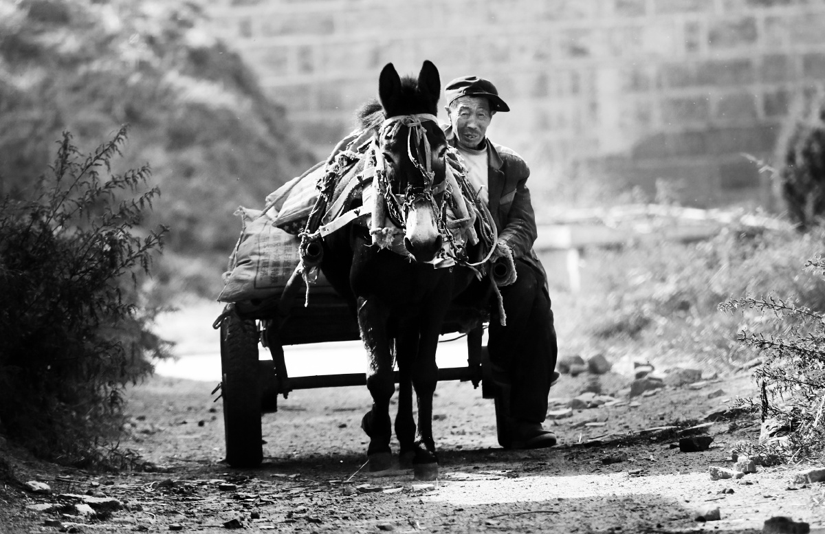 赶驴车的老汉