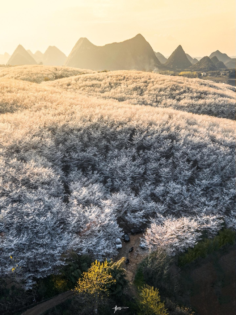 世界最大樱花园贵州平坝樱花