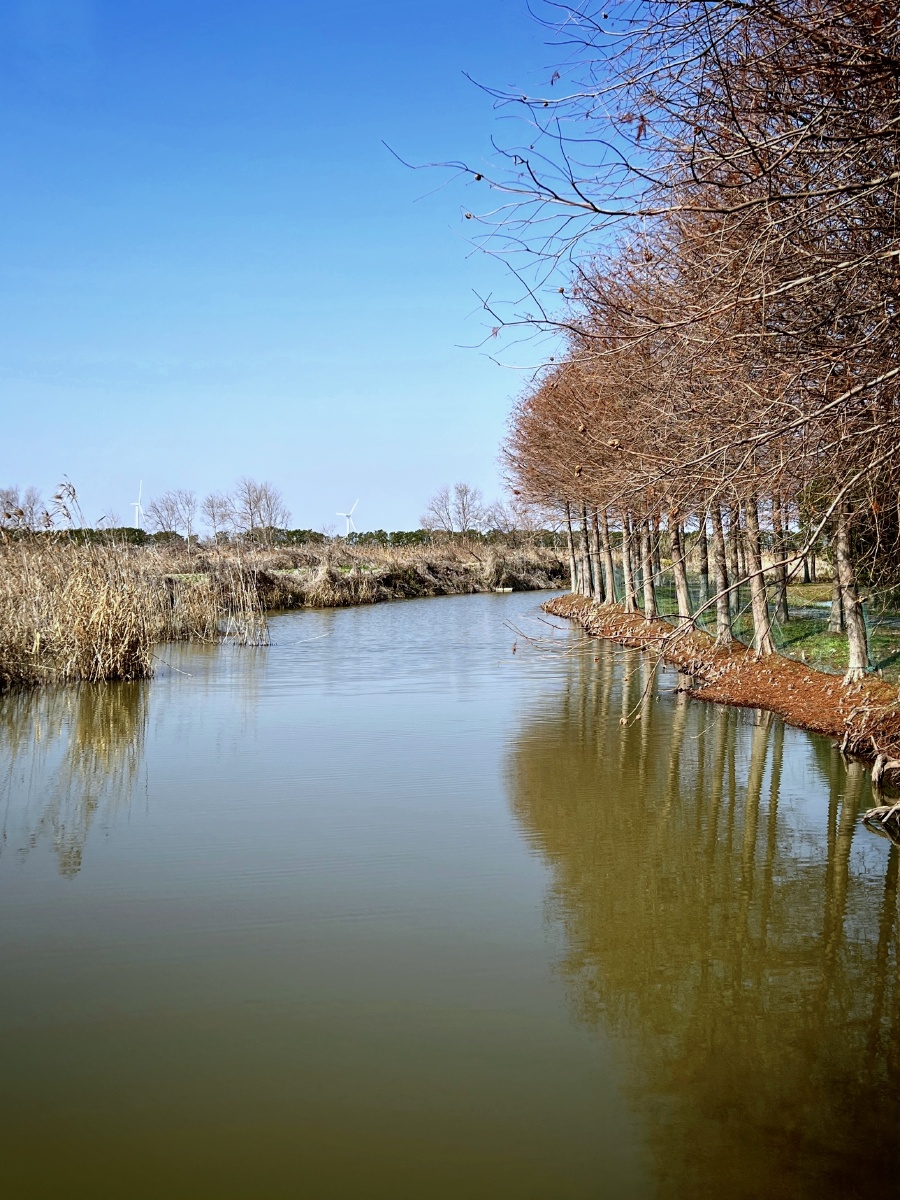 崇明东滩湿地生态公园系列
