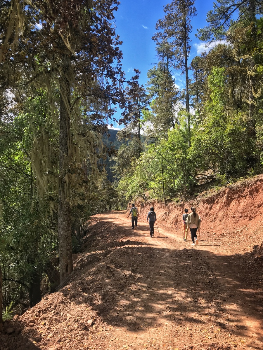云南迪庆藏族自治州德钦县尼丁村海拔3600米山上徒步系列