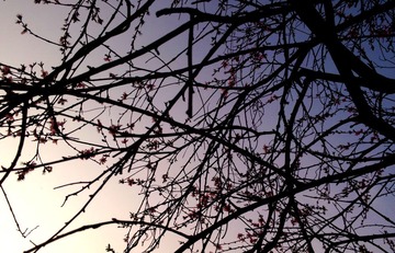 IMG_20130318_175431.jpg