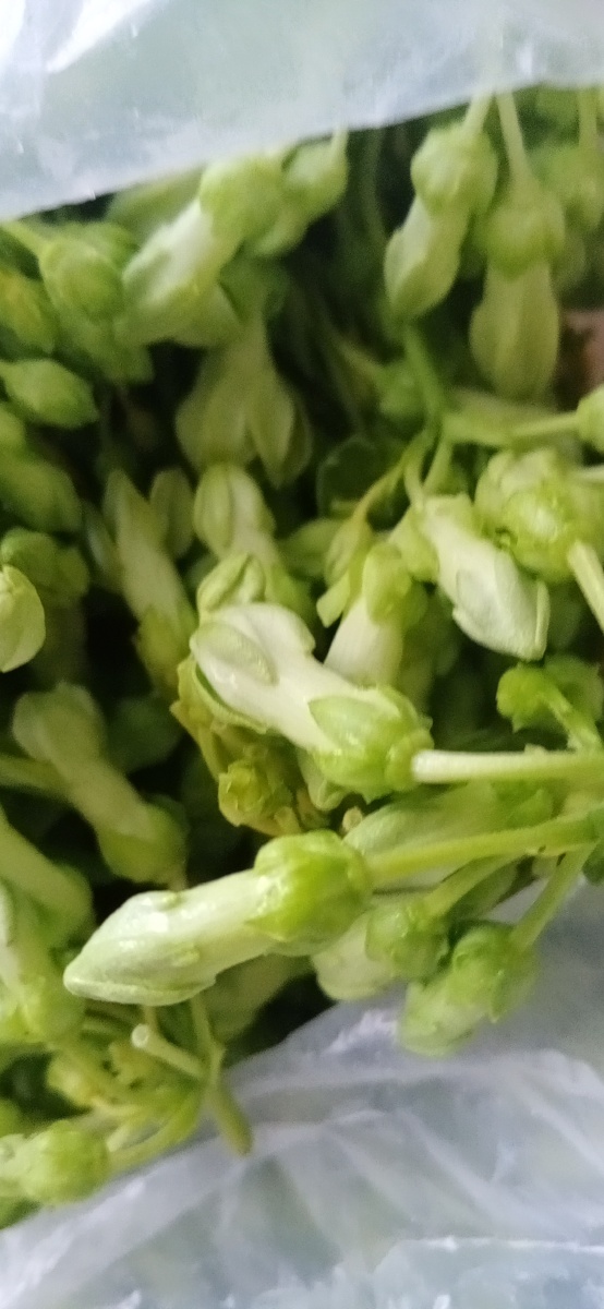 夜来香花菜可以煮的也可以欣赏喔