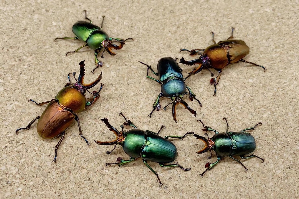 彩虹糖似的印尼金锹