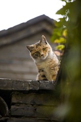 老宅子里的猫