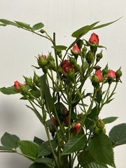 5950EAC9-1E71-4F3B-BBEE-7944F4779F19/L0/001