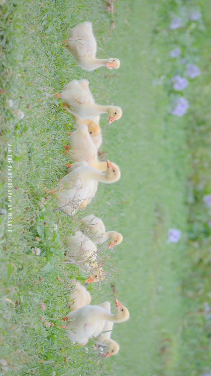 门前大桥下游过一群鸭快来快来数一数二四六七八