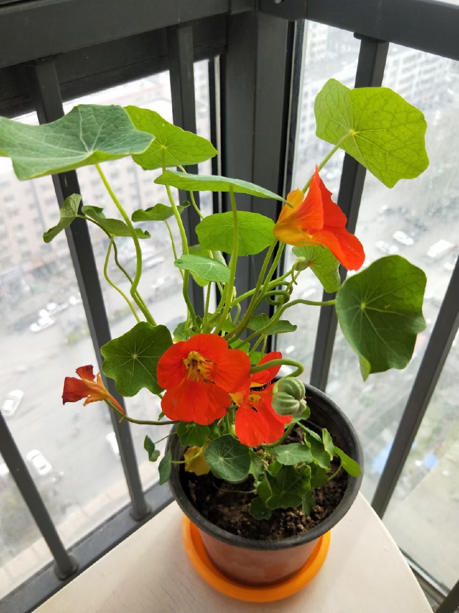 叶子圆圆花也圆亭亭玉立好似莲随遇而安乃秉性看我新宠旱金莲